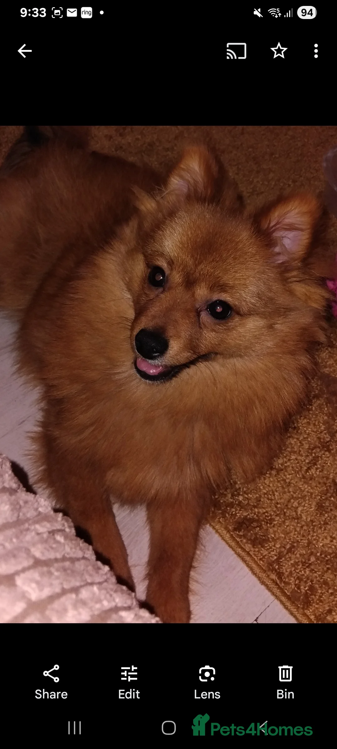 Pomchi dogs for sale: Pomchi puppies - Advert 26