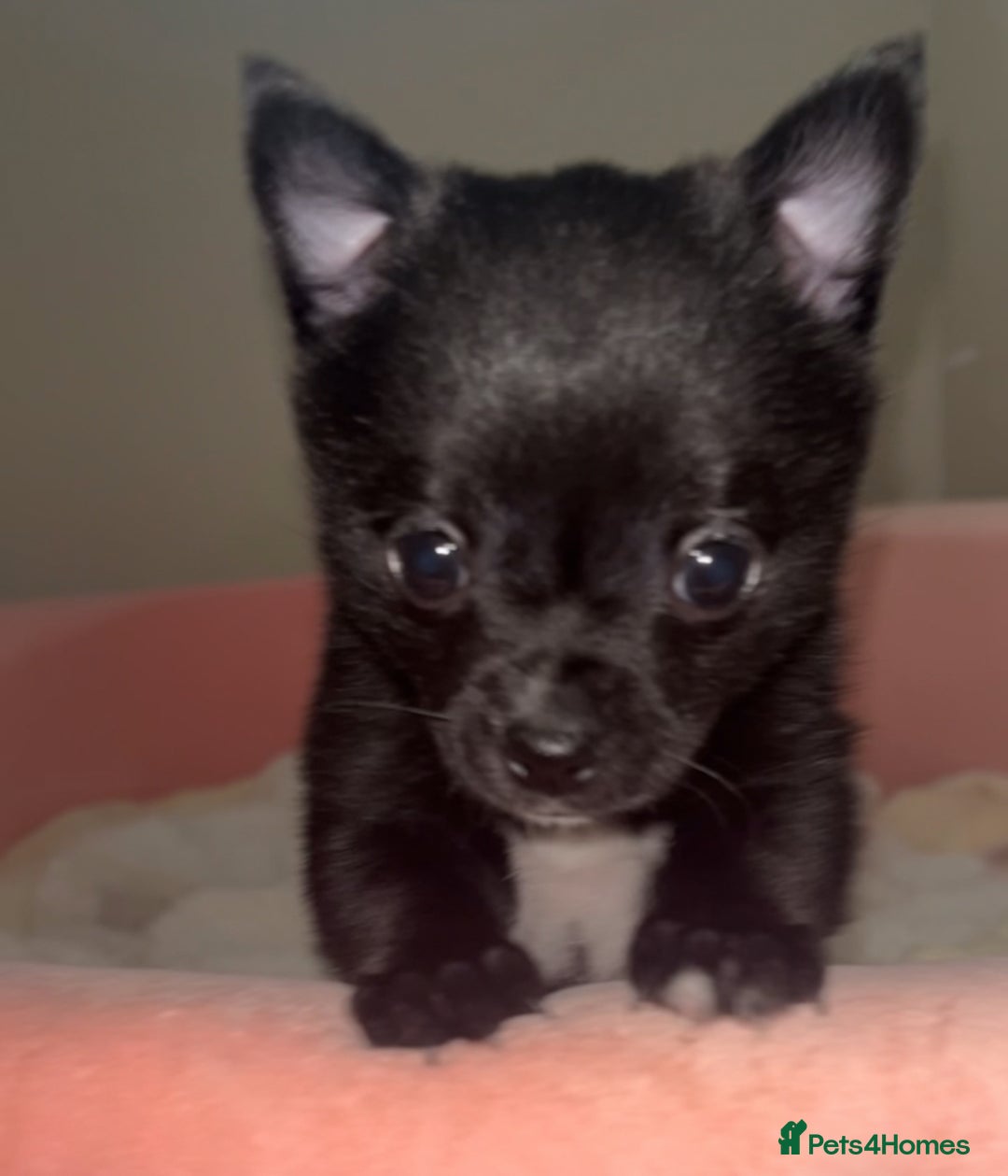 Pomeranian dogs for sale: Pomchi - Advert 2