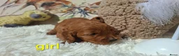 Cockapoo dogs for sale: Cockapoo Puppies PRA Clear! 262 DNA tests clear!KC - Advert 6