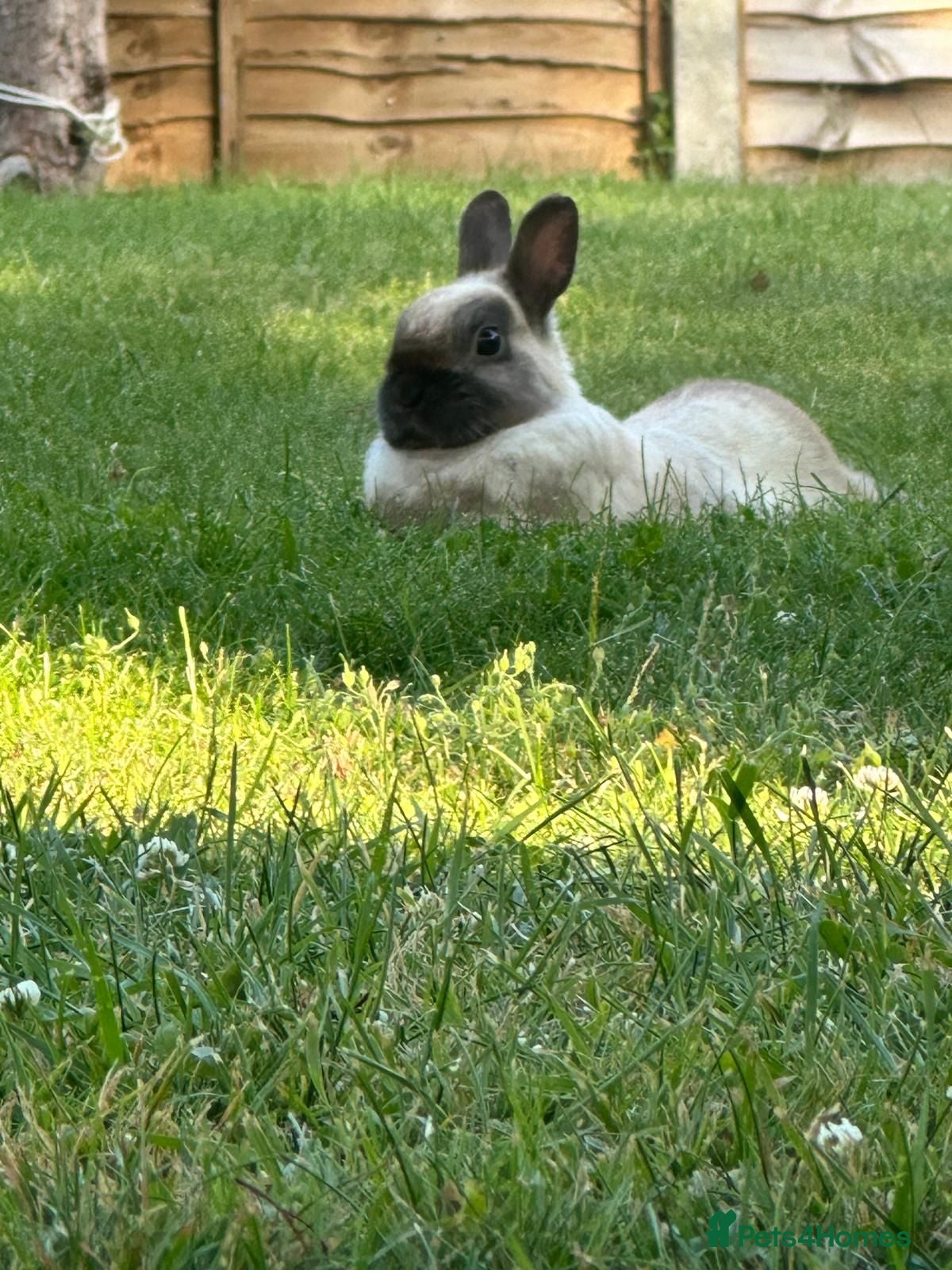 Netherland Dwarf rabbits Gorgeous Netherland Dwarf rabbits - Advert 2