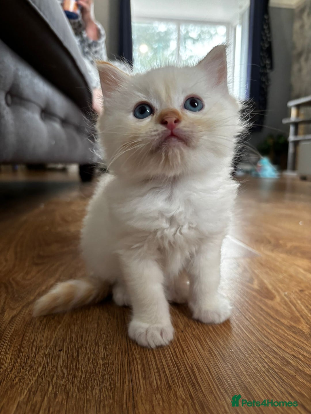 Ragdoll cats for sale: 8 gorgeous ragdoll kitten - Image 9