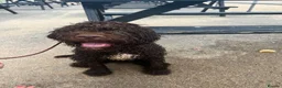 Lagotto Romagnolo dogs for sale: 9 month old Lagotto looking for his forever home - Advert 8
