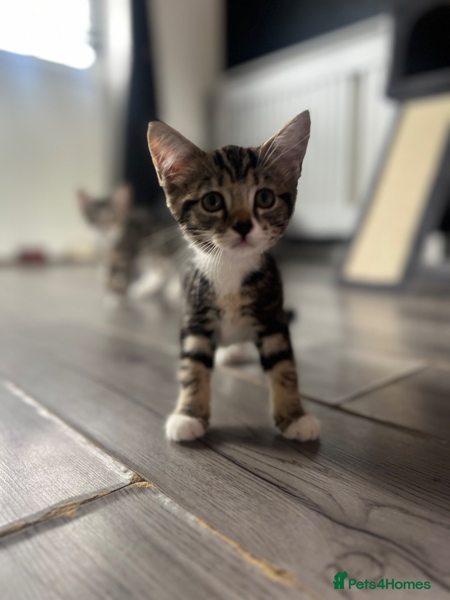 Mixed Breed cats Fluffy Kittens for sale - Advert 12