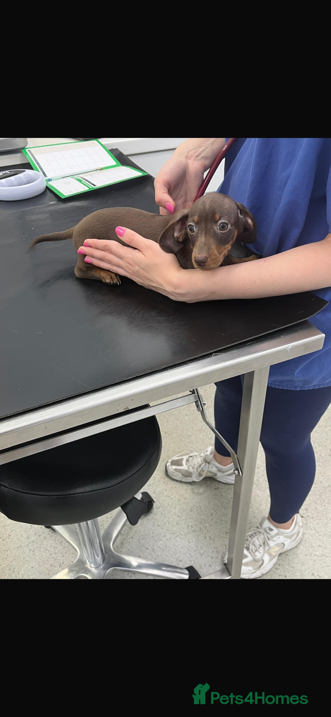 Miniature Dachshund dogs for sale: Miniature Daschund KC. PRA-OI-CRD-PRA-NCL - Image 34