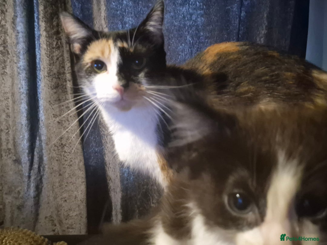 Mixed Breed cats for sale: 2 beautiful kittens - Image 7