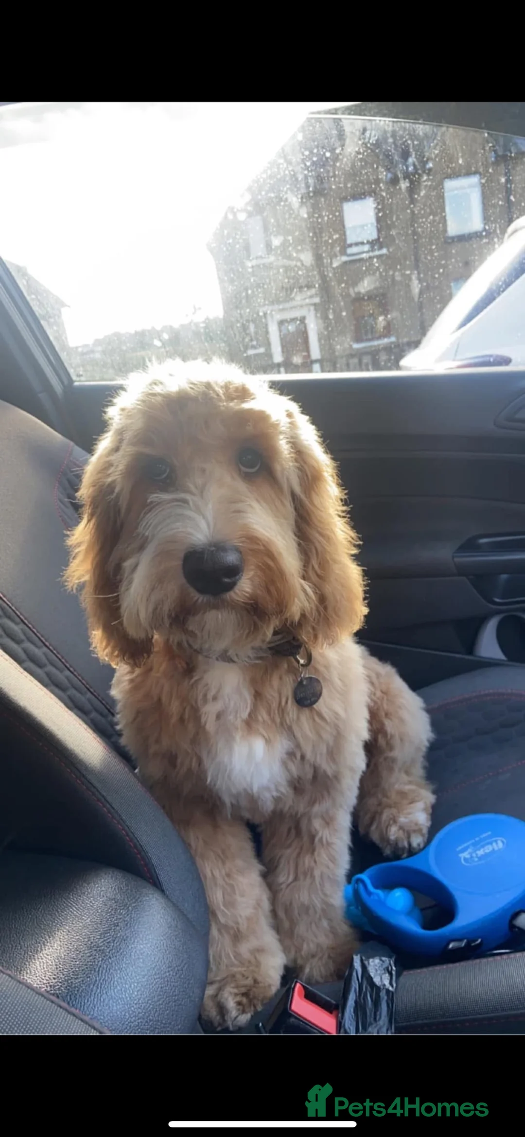 Mixed Breed dogs for stud: Bear, F1 cockapoo for stud  - Advert 18