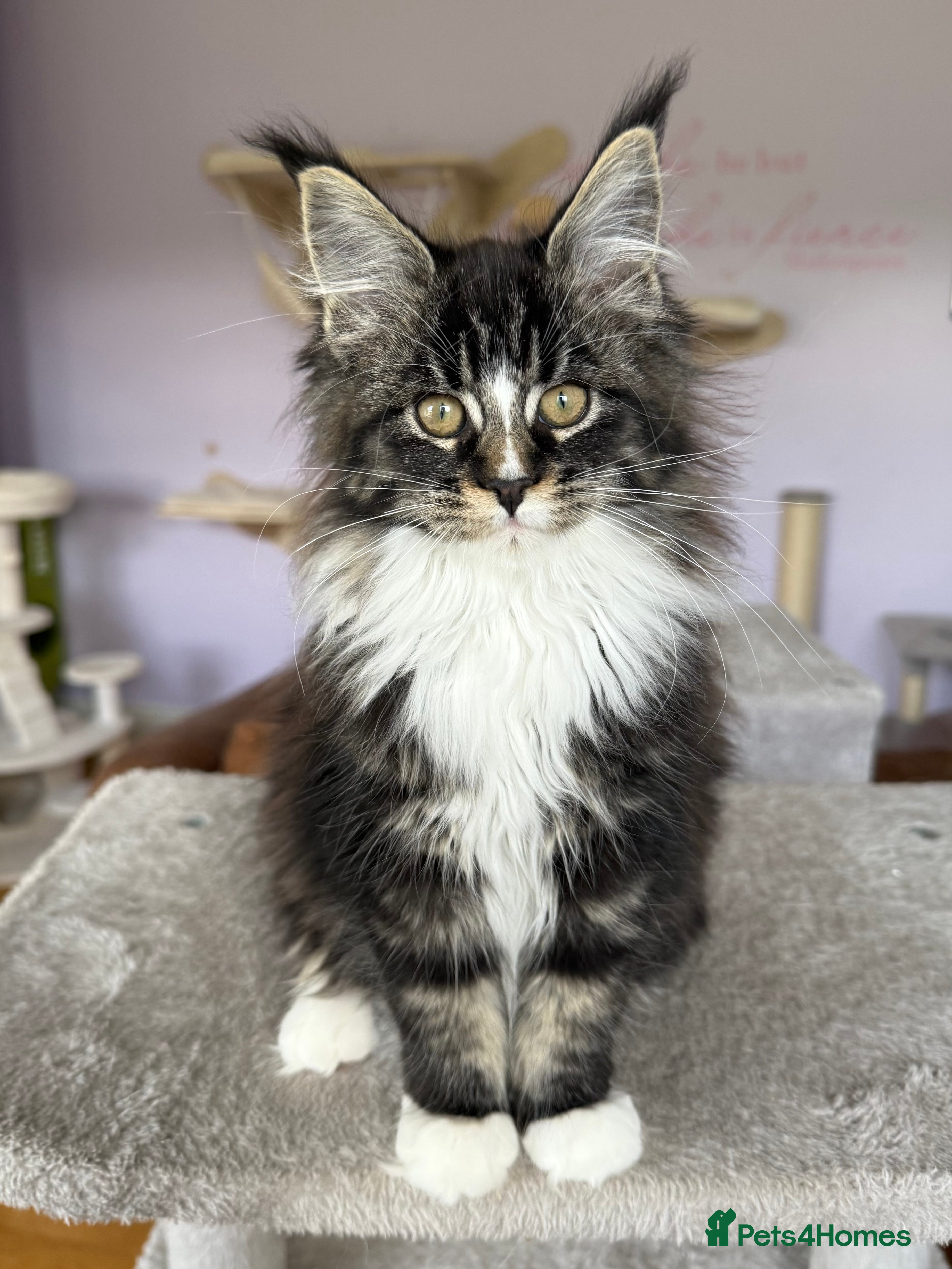 Maine Coon cats Stunning Registered Maine Coon Kittens-Home raised - Advert 1