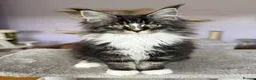 Maine Coon cats for sale: Stunning Registered Maine Coon Kittens-Home raised in Banbridge - Advert 1