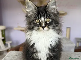 Maine Coon cats Stunning Registered Maine Coon Kittens-Home raised - Advert 3