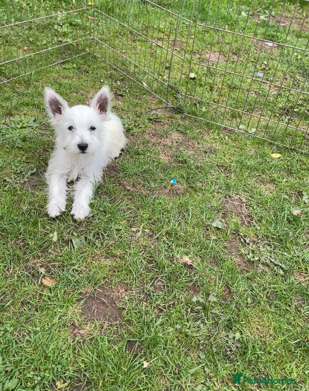 West Highland Terrier dogs for sale: Beautiful west highland terriers puppys - Image 25