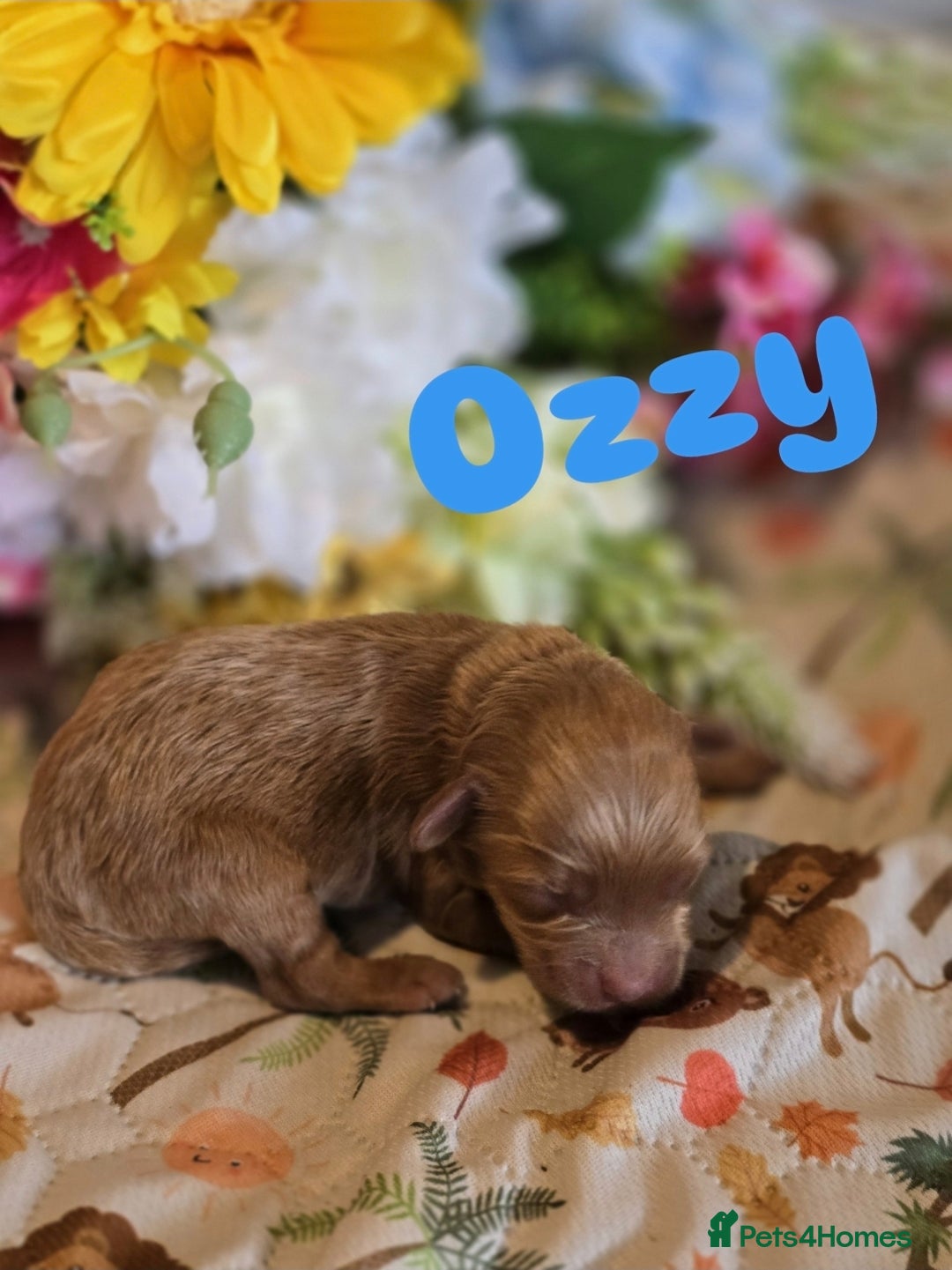 Cockapoo dogs for sale: American cockerpoo licensed Breeder health tested  - Image 5