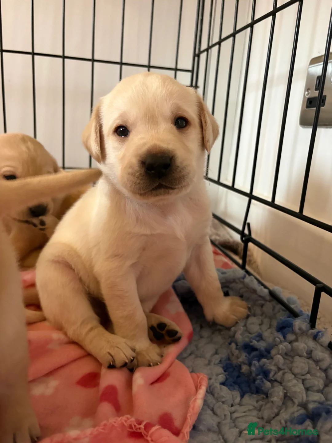 Labrador Retriever dogs for sale: Labrador Retriever Puppies 🐶  - Advert 15
