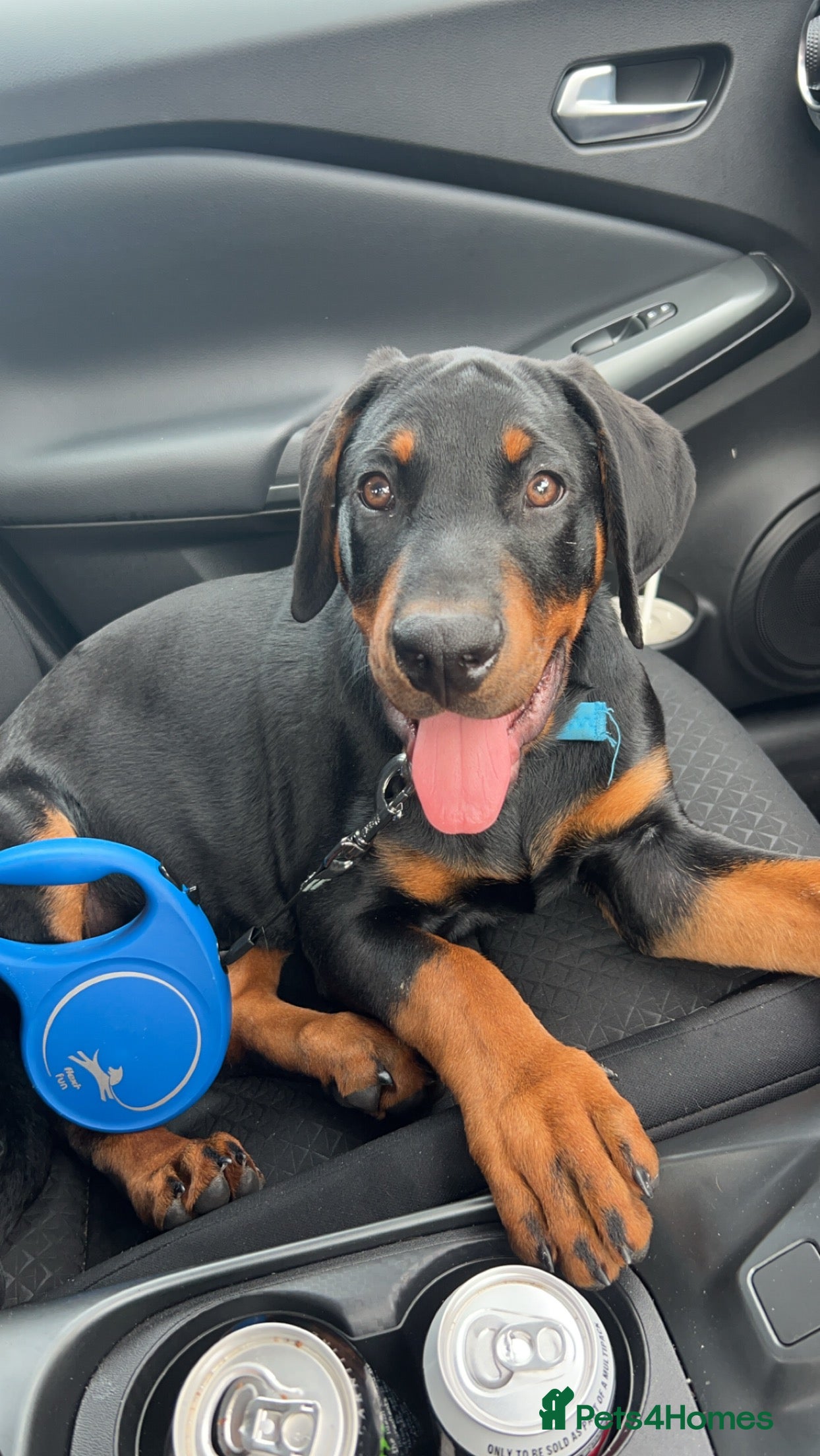 Dobermann dogs BEAR Rottweiler cross Doberman 💙 - Advert 1