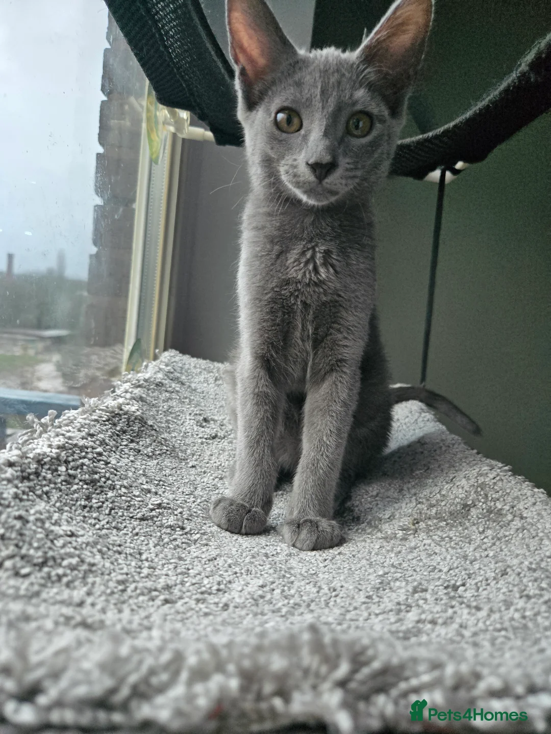 Mixed Breed cats for sale: A Rare Peterbald × Elf Sphynx Kitten - Advert 1