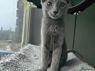 Mixed Breed cats A Rare Peterbald × Elf Sphynx Kitten - Advert 3