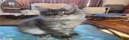 Maine Coon cats for sale: Beautiful Maine Coon kitten - Advert 3