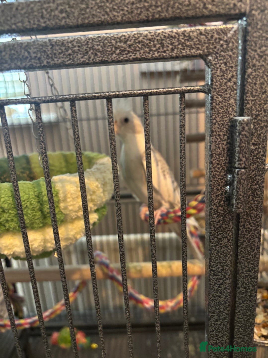 Cockatiels birds for sale: Eight birds for sale and 3 large cages £810 - Image 6