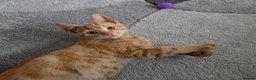 Mixed Breed cats for sale: Kittens  - Advert 1
