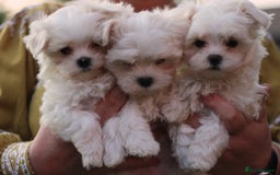 Maltese dogs for sale: 𝐓𝐢𝐧𝐲 𝐊𝐨𝐫𝐞𝐚𝐧 𝐌𝐚𝐥𝐭𝐞𝐬𝐞 𝐩𝐮𝐩𝐬 🐶  - Image 8