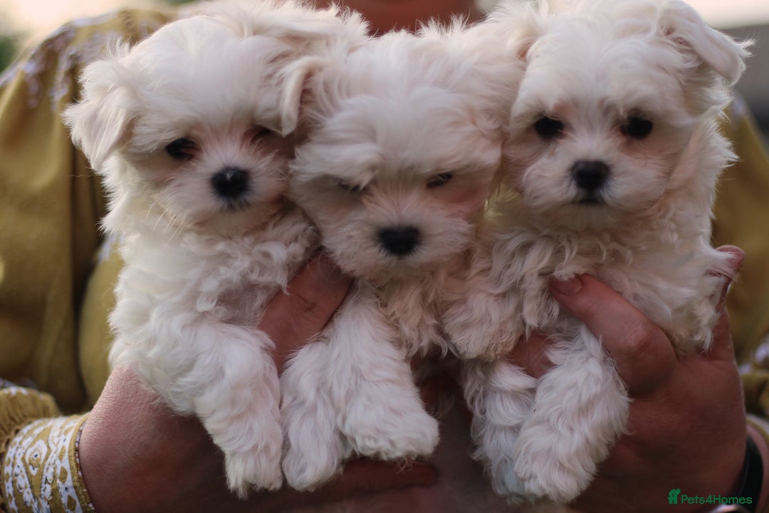 Maltese dogs for sale: 𝐓𝐢𝐧𝐲 𝐊𝐨𝐫𝐞𝐚𝐧 𝐌𝐚𝐥𝐭𝐞𝐬𝐞 𝐩𝐮𝐩𝐬 🐶  - Image 8