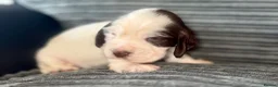 Cocker Spaniel dogs for sale: Beautiful show cocker puppies  - Advert 9