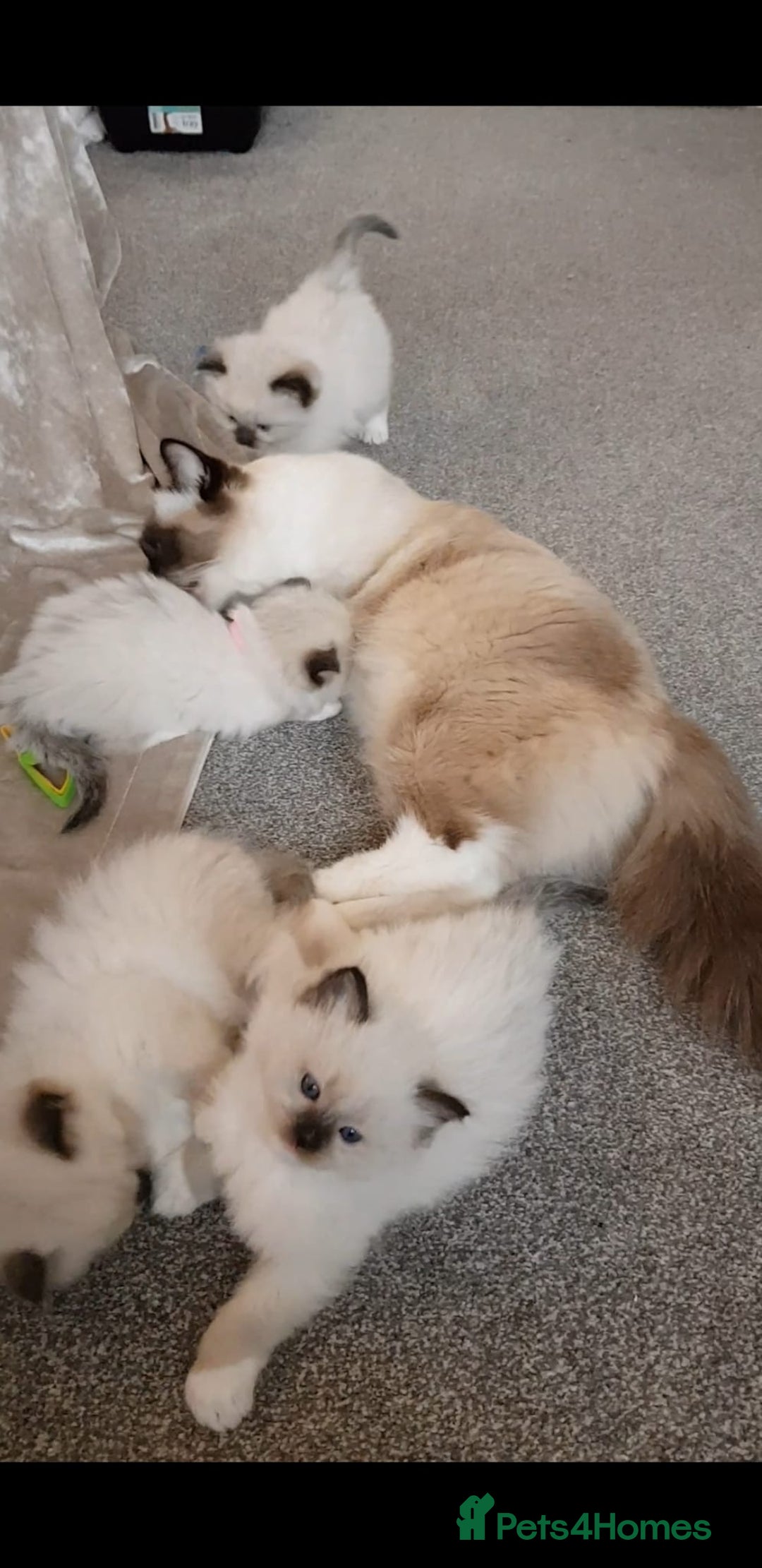 Ragdoll cats for sale: Exceptional Bloodlines Ragdoll kittens  - Advert 19
