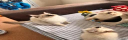 Ragdoll cats for sale: One last girl remaining !!! - Advert 2