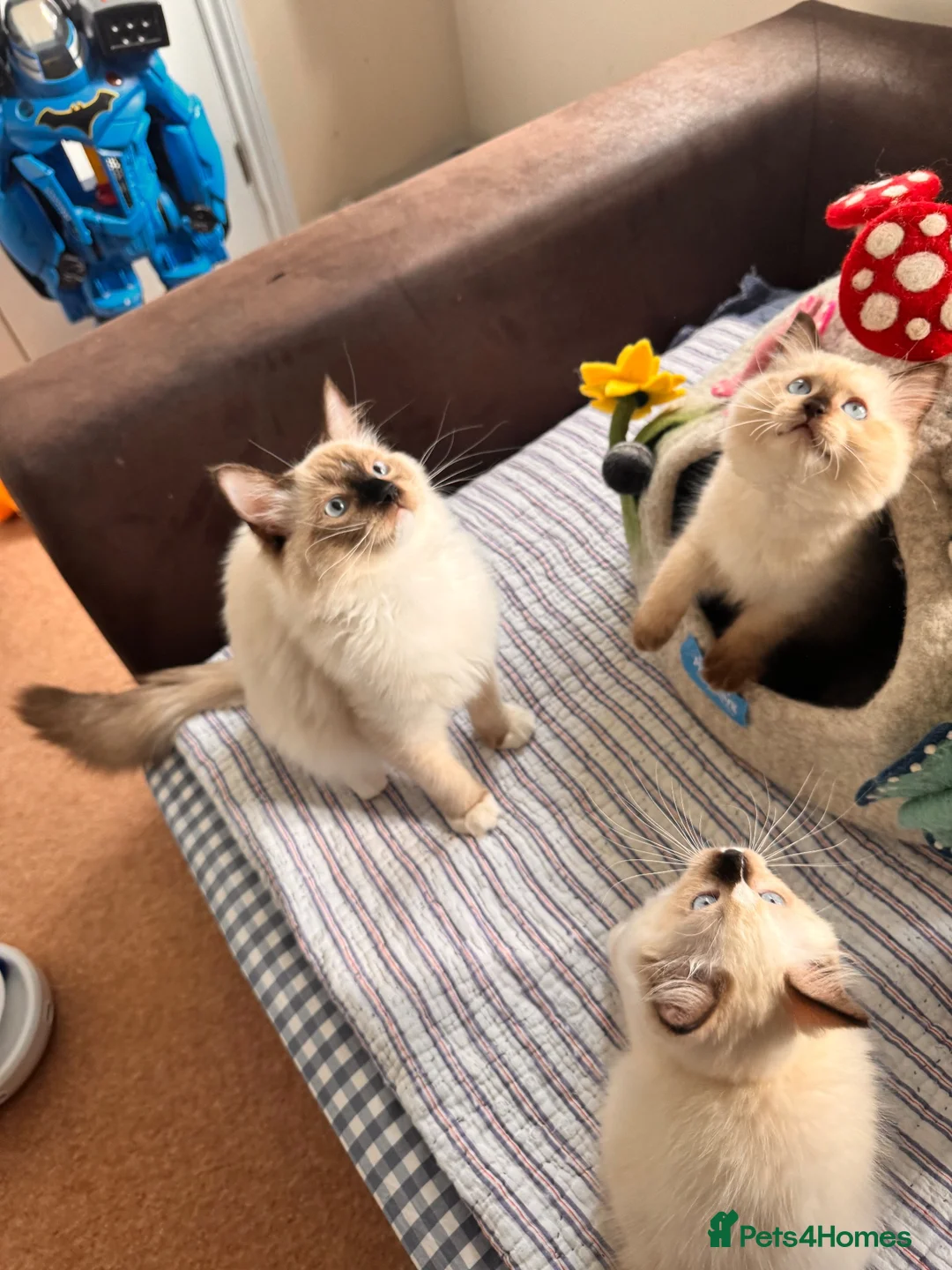 Ragdoll cats for sale: One last girl remaining !!! - Advert 2