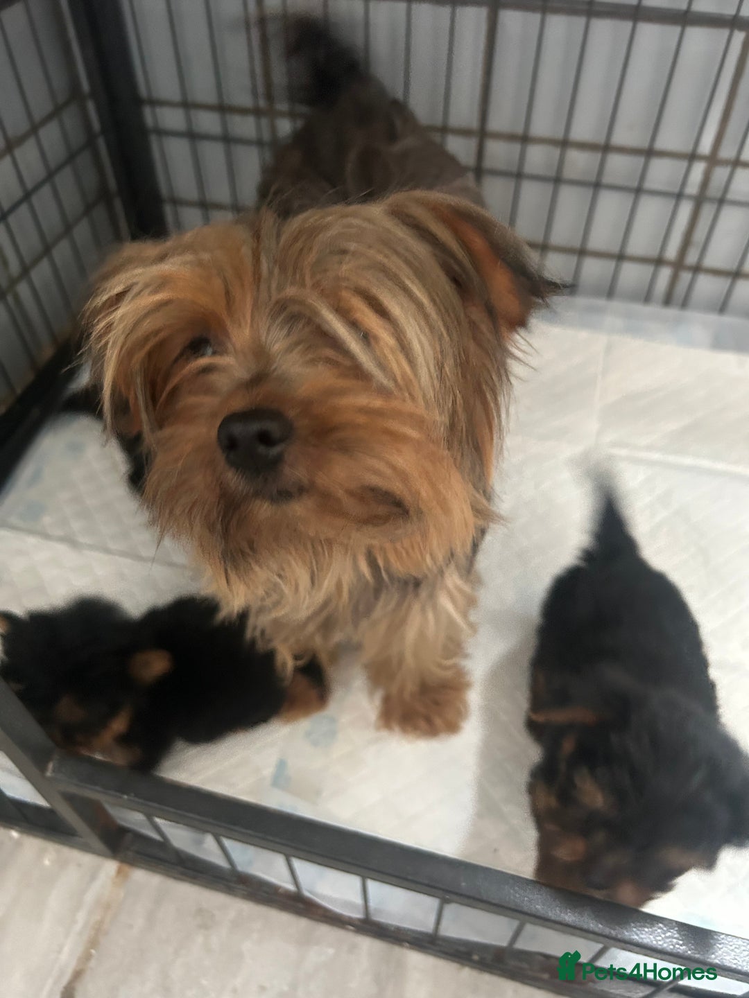 Yorkshire Terrier dogs for sale: Tiny Yorkshire terrier puppies for sale  - Image 17