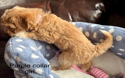 Cavachon dogs for sale: Super friendly, Litter trained Cavapoochon’s - Image 17