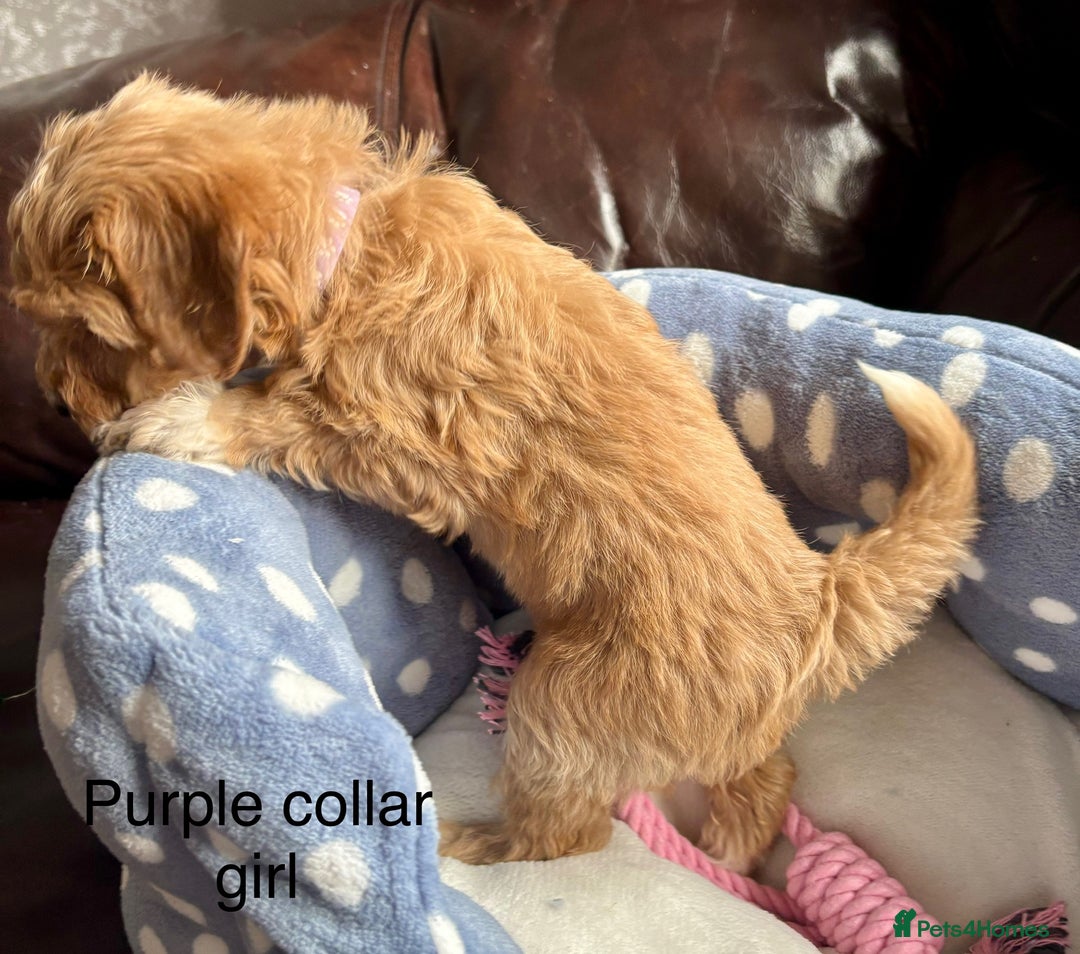 Cavachon dogs for sale: Super friendly, Litter trained Cavapoochon’s - Image 17