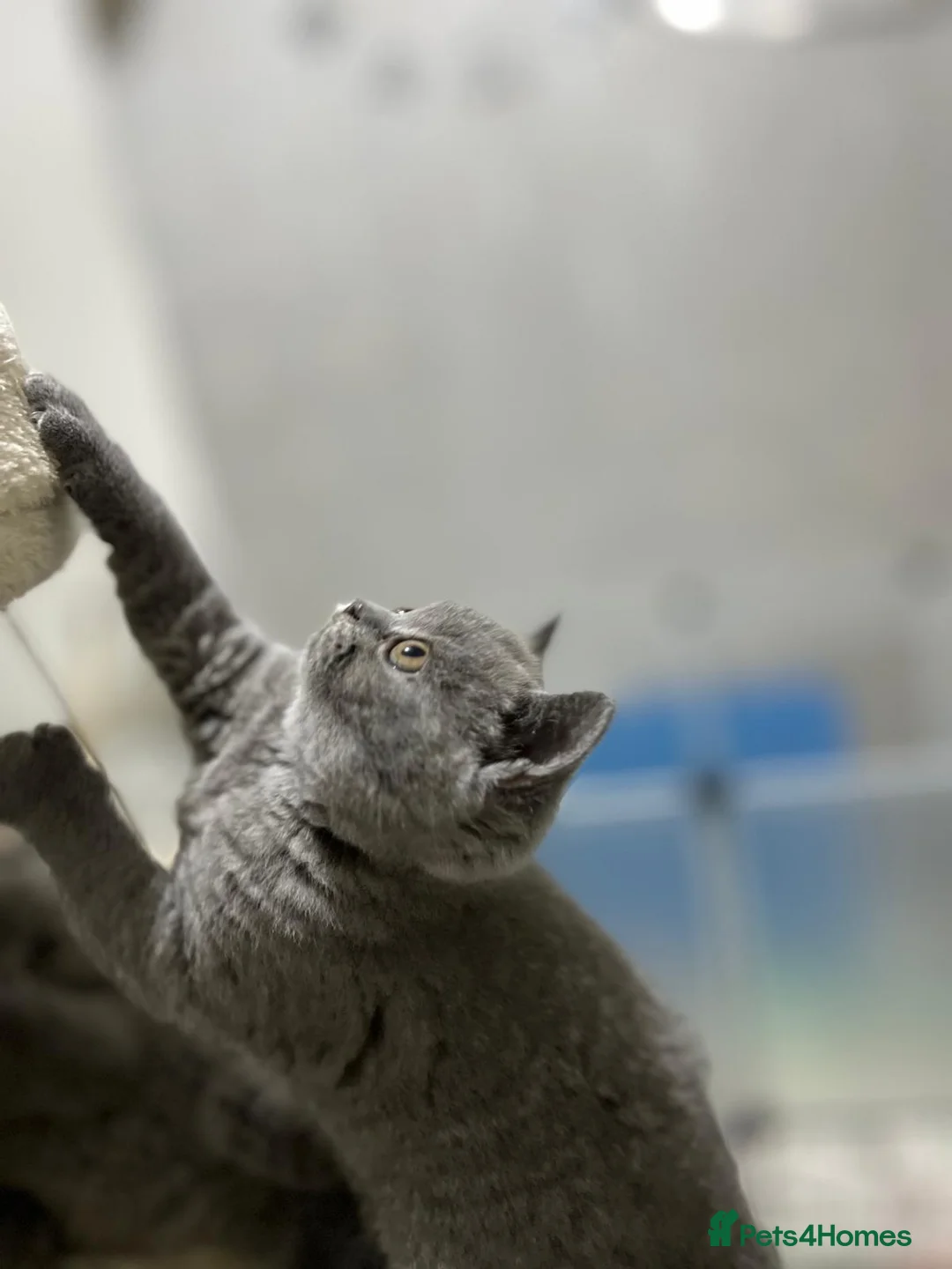 British Shorthair cats for sale: Three blue Britishshorthair kittens girls for sale - Advert 9