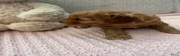 Cavapoo dogs for sale: Cavapoo girls  - Advert 22