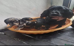 Cocker Spaniel dogs for sale: Cocker spaniels  - Image 10