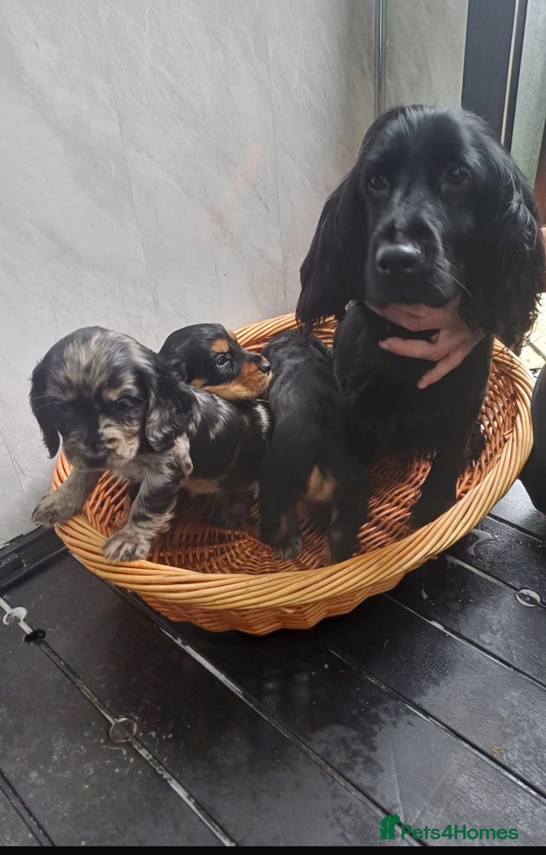 Cocker Spaniel dogs for sale: Cocker spaniels  - Image 10