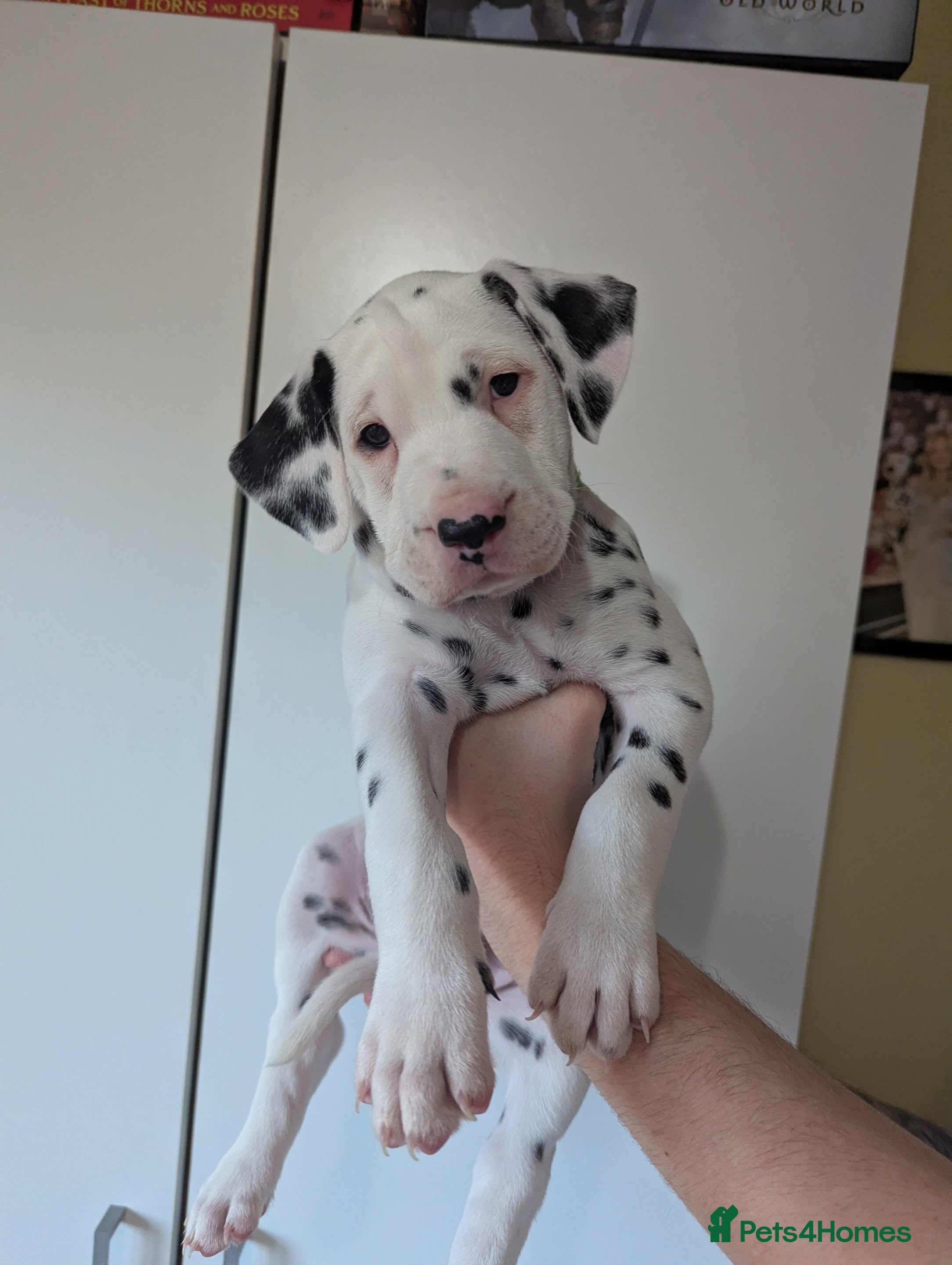 Dalmatian dogs Beautiful litter of 6 Dalmatian Puppies - Advert 4