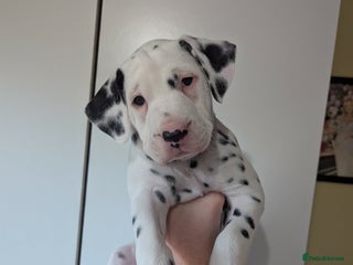 Dalmatian dogs Beautiful litter of 6 Dalmatian Puppies - Advert 4