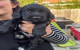 Sprocker dogs for sale: Sprocker Puppies x2 Male - Image 5