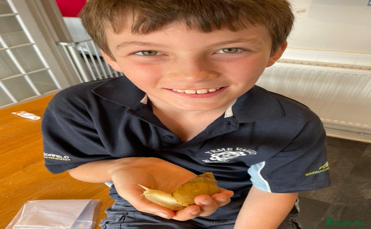 Snails invertebrates for sale - Advert 1