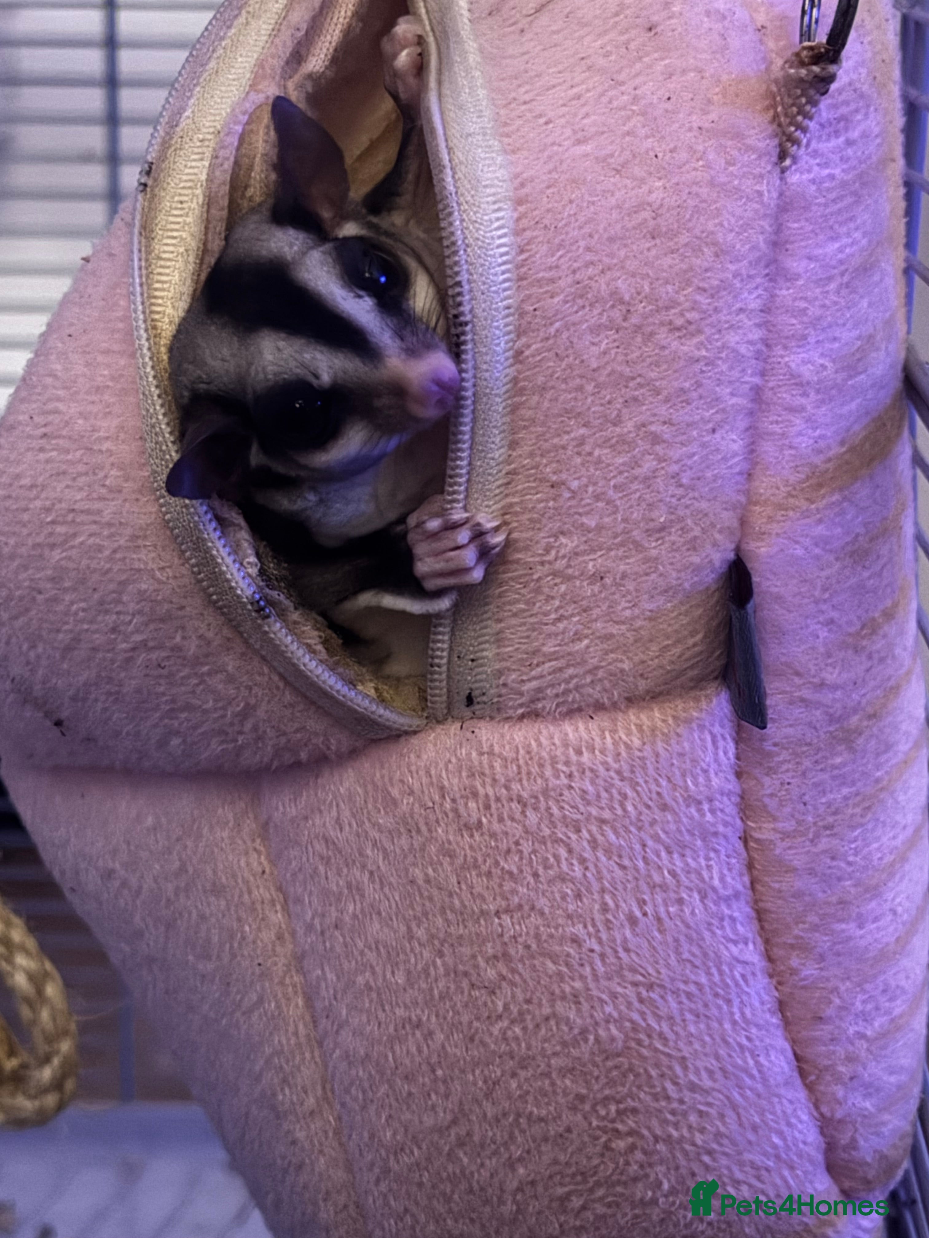 Sugar Glider rodents Looking for a good home  - Advert 1