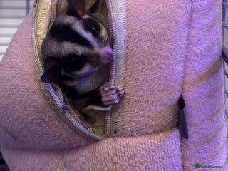 Sugar Glider rodents Looking for a good home - Advert 1