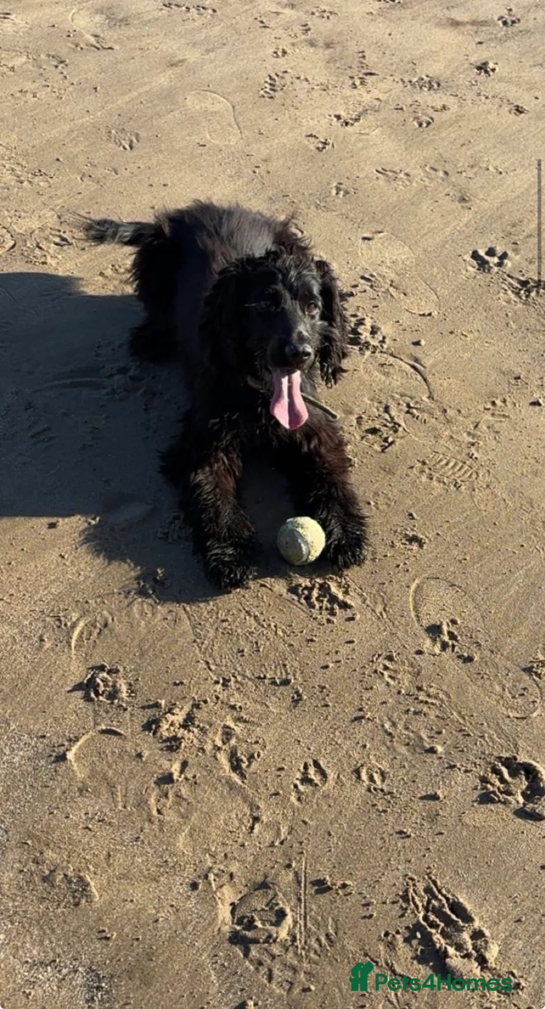 Cocker Spaniel dogs for sale: Cocker spaniel  - Advert 5