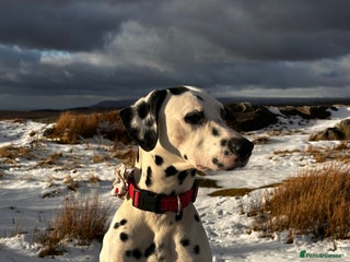 Dalmatian dogs - Advert 3