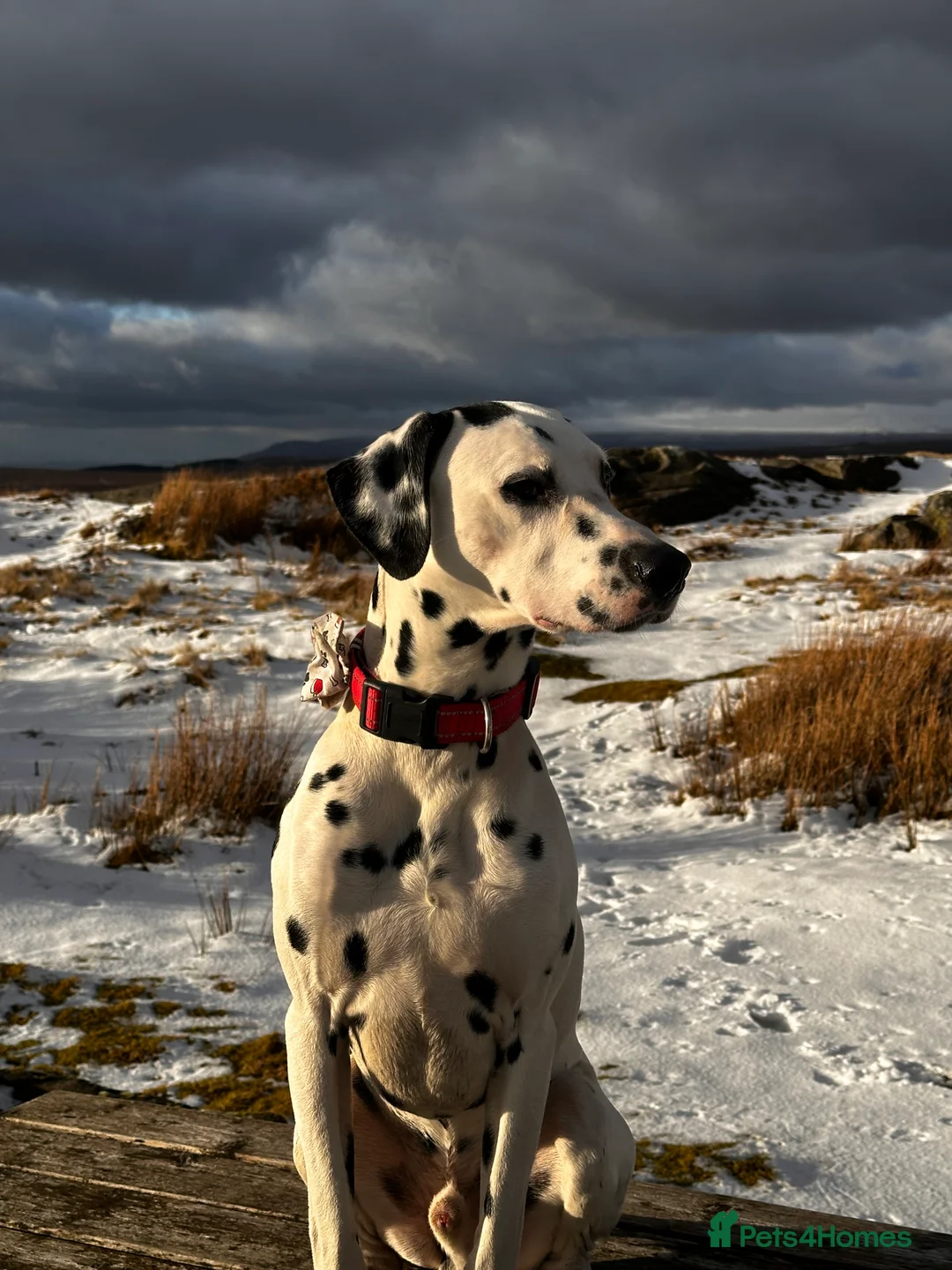 Dalmatian dogs for stud: For stud - KC Register handsome boy Pedigree   - Advert 1