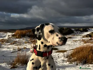 Dalmatian dogs For stud - KC Register handsome boy Pedigree - Advert 1