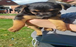 Mixed Breed dogs for sale: Border X Lakeland Terrier Puppies - Image 20