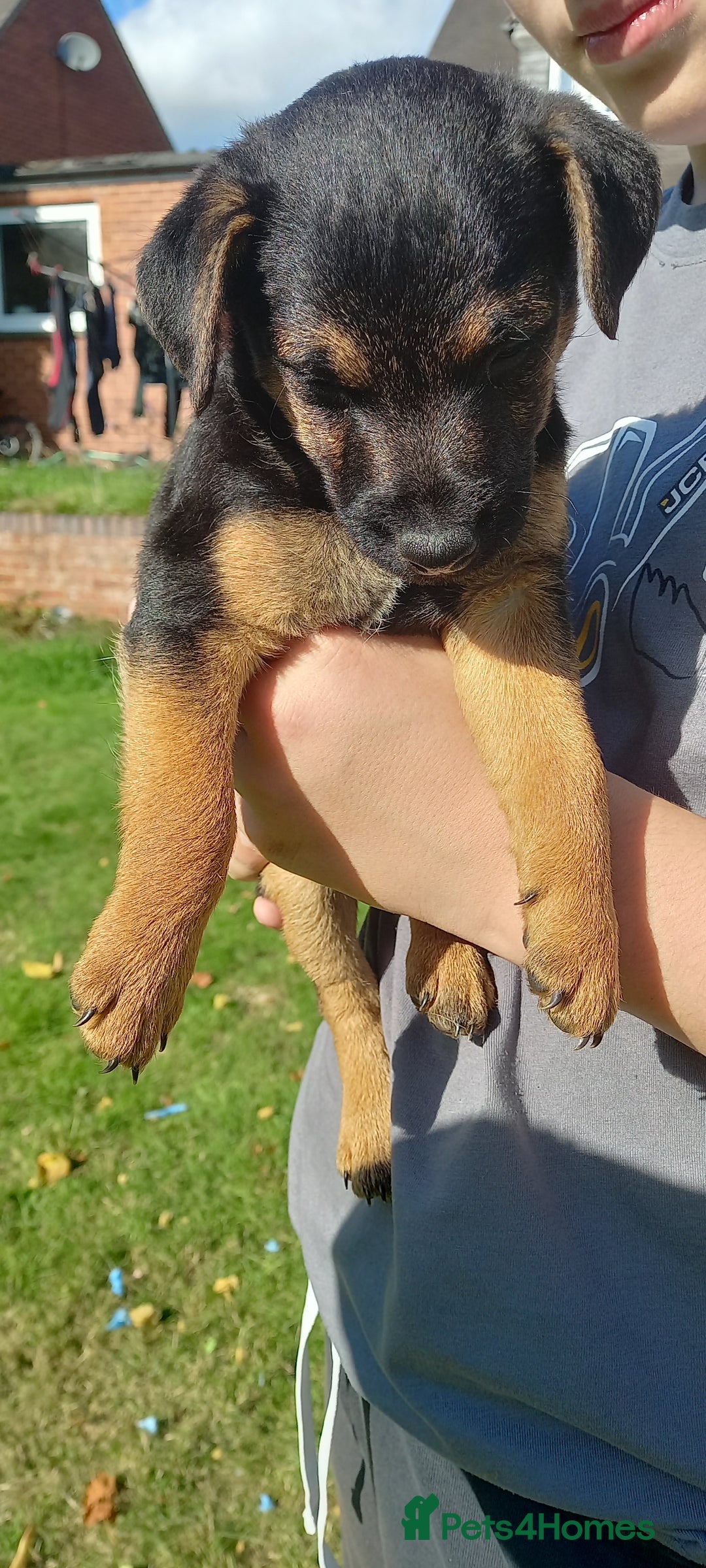 Mixed Breed dogs for sale: Border X Lakeland Terrier Puppies - Image 20