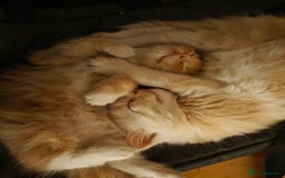 Maine Coon cats for sale: Fluffy ginger and cream maine coon cross kittens - Image 3