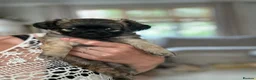 Mixed Breed dogs for sale: Beautiful Chihuahua x  Puppies - Advert 3