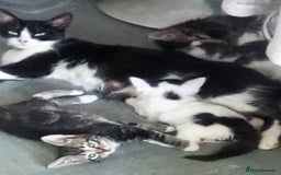 Mixed Breed cats for sale: Pretty kittens - Image 5